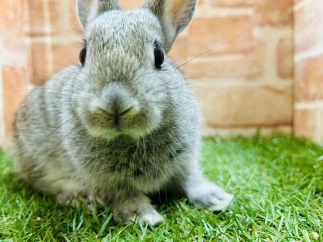 ネザーランドドワーフ