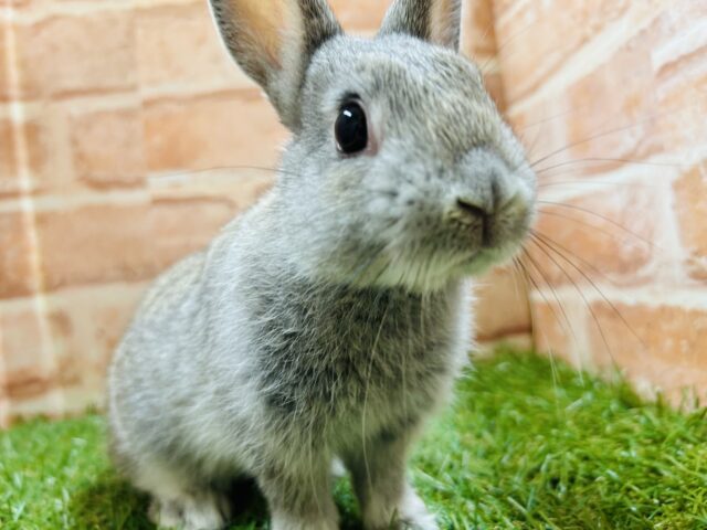 ネザーランドドワーフ