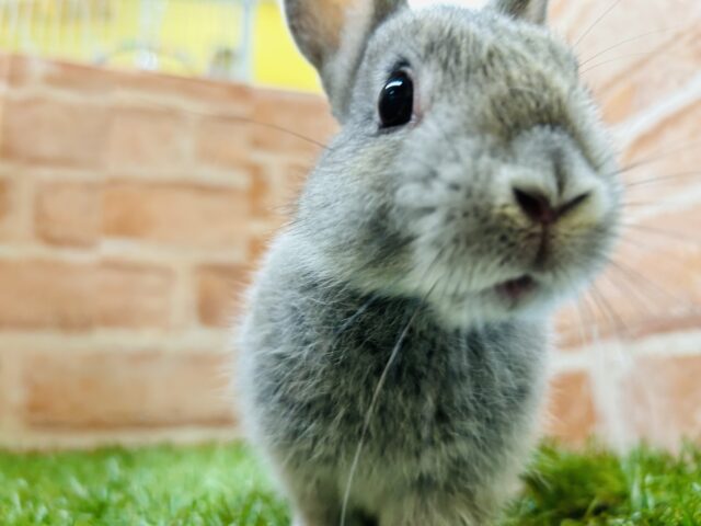 ネザーランドドワーフ