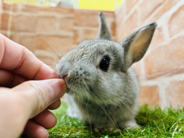 ネザーランドドワーフ