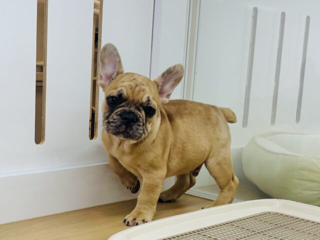 フレンチブルドッグ