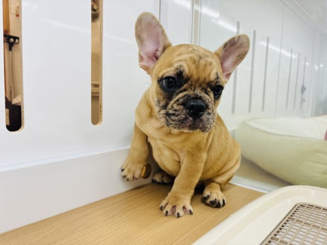 フレンチブルドッグ