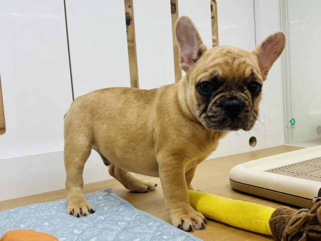 フレンチブルドッグ
