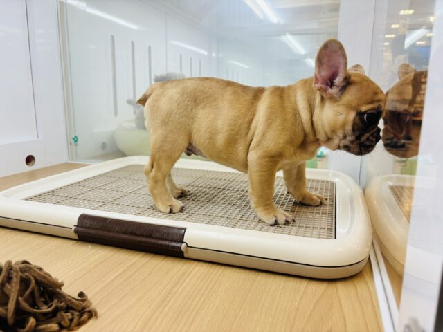 フレンチブルドッグ