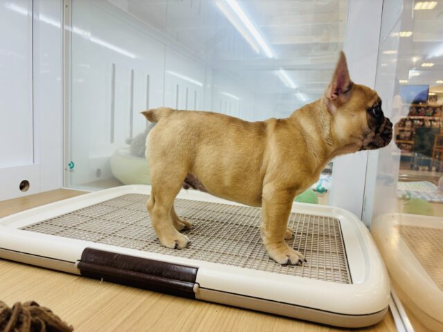 フレンチブルドッグ