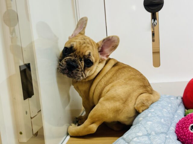 フレンチブルドッグ