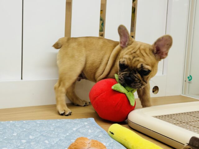 フレンチブルドッグ