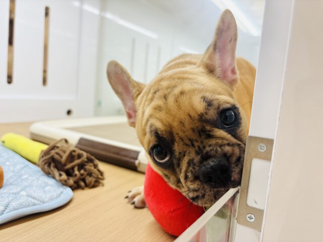 フレンチブルドッグ