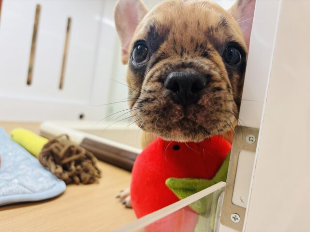 フレンチブルドッグ