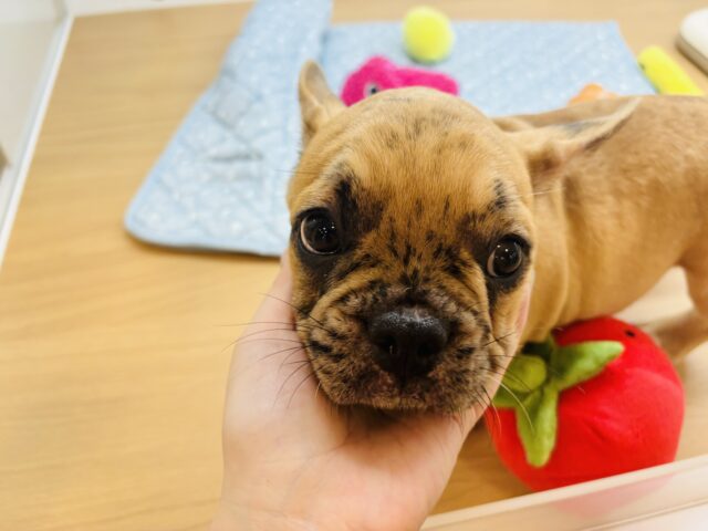 フレンチブルドッグ