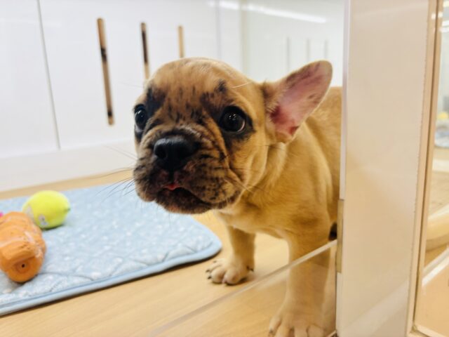 フレンチブルドッグ