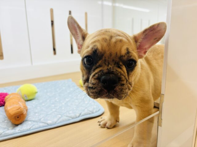 フレンチブルドッグ