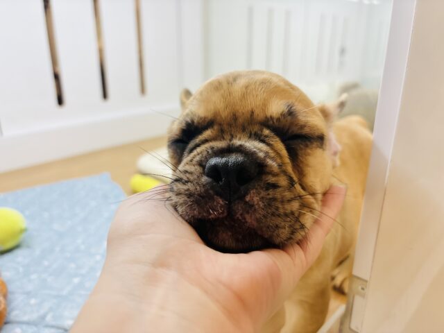 フレンチブルドッグ