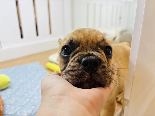 フレンチブルドッグ