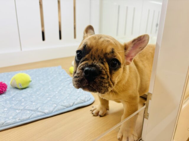 フレンチブルドッグ
