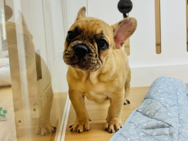 フレンチブルドッグ