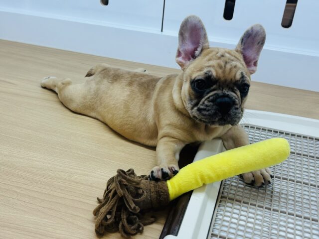 フレンチブルドッグ