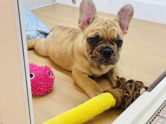 フレンチブルドッグ