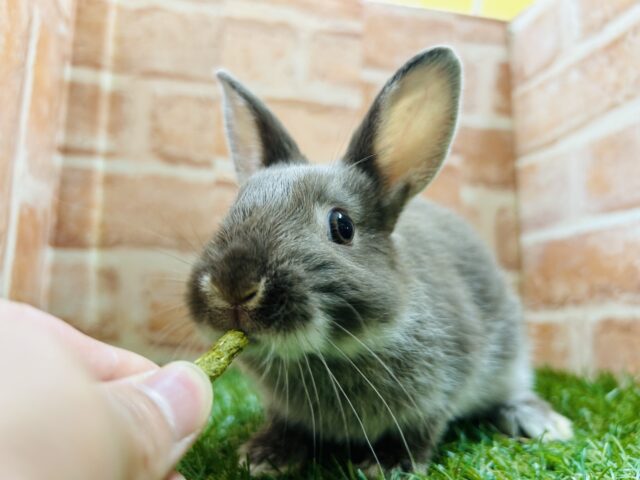 ネザーランドドワーフ