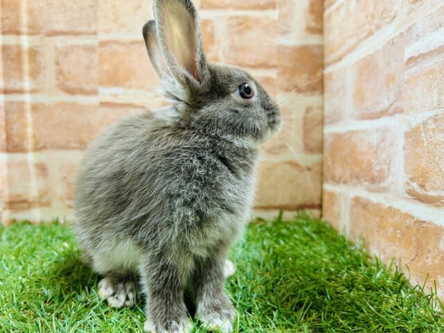 ネザーランドドワーフ