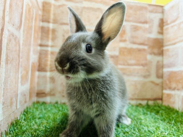 ネザーランドドワーフ