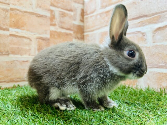 ネザーランドドワーフ