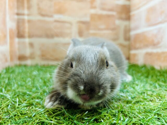 ネザーランドドワーフ