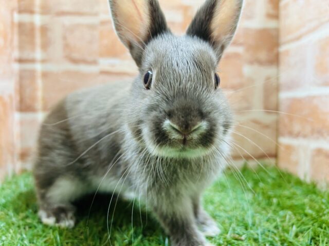 ネザーランドドワーフ