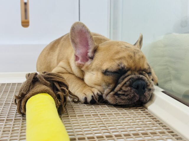 フレンチブルドッグ