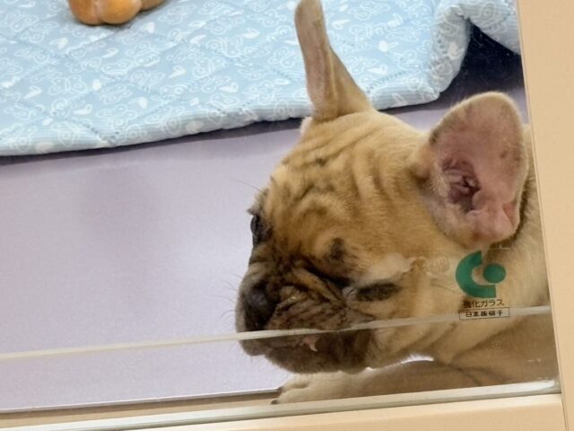 フレンチブルドッグ