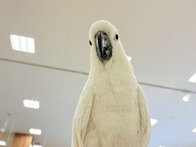 アルーキバタン