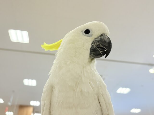 アルーキバタン