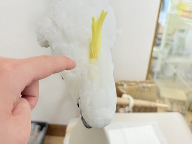 アルーキバタン