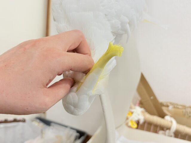 アルーキバタン