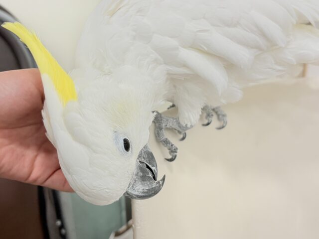 アルーキバタン