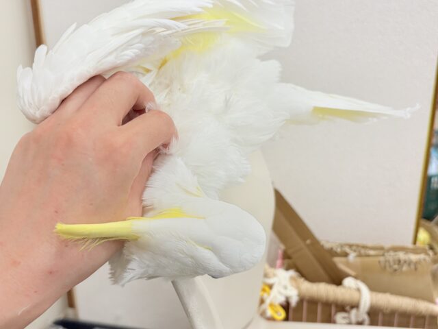 アルーキバタン