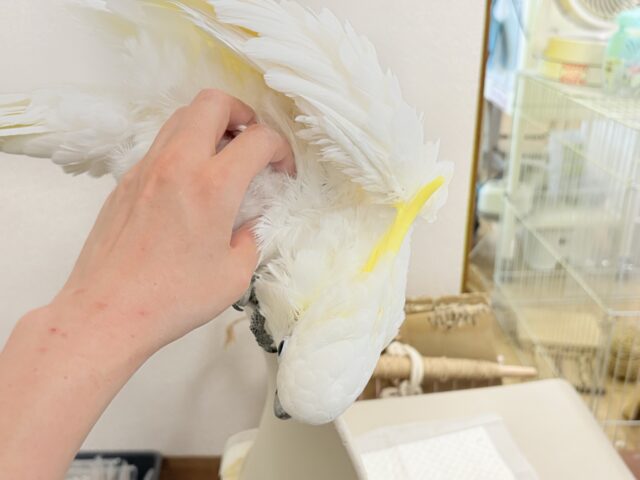 アルーキバタン