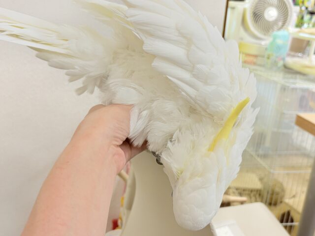 アルーキバタン