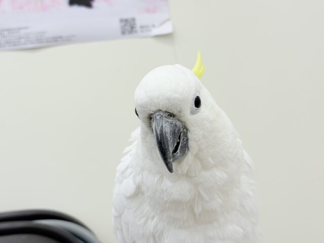 アルーキバタン