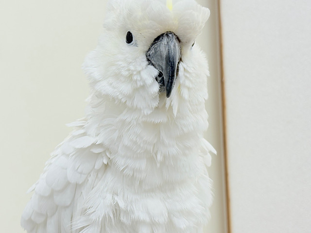 【最新画像更新🪄】ハッピーオーラ🫧ノリノリキーちゃん🕊💛アルーキバタン(男の子)