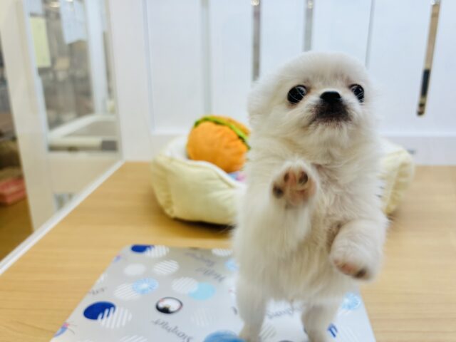 チワペキ（ペキチー、ペキチワ）