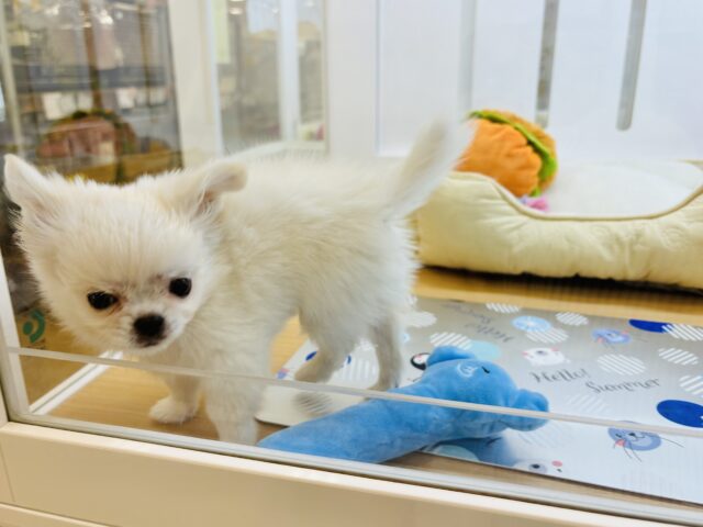 チワペキ（ペキチー、ペキチワ）