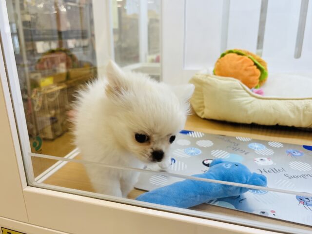 チワペキ（ペキチー、ペキチワ）