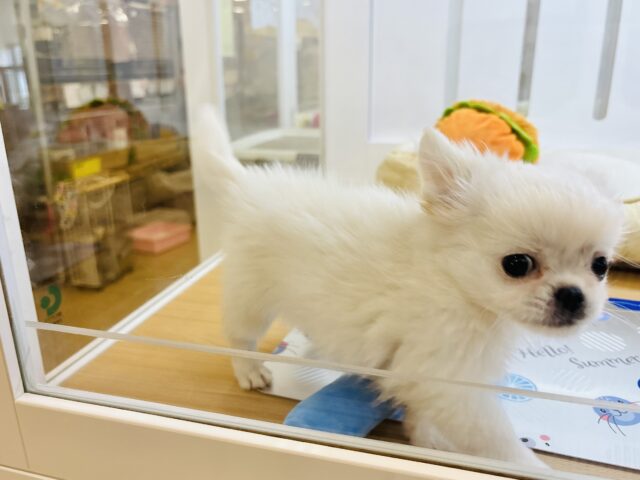 チワペキ（ペキチー、ペキチワ）