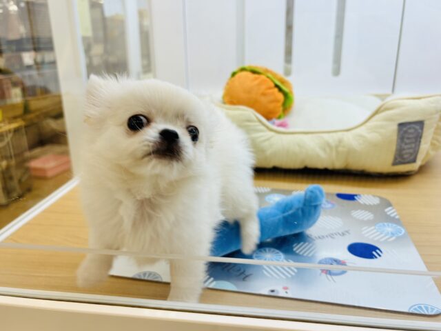 チワペキ（ペキチー、ペキチワ）