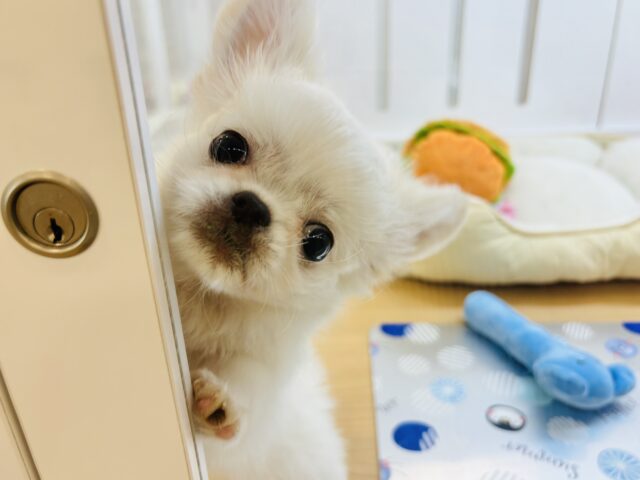 超ホヤホヤ最新画像✨ちびっこあざらし参上〜！？ミックス犬くん(チワワ×ペキニーズ)