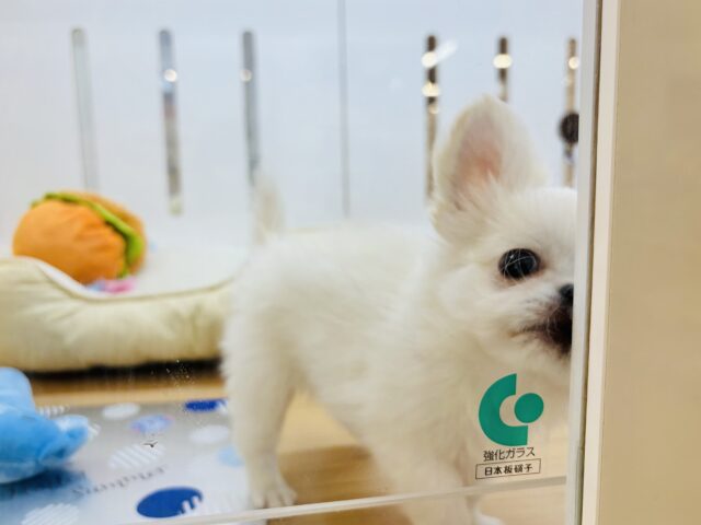 チワペキ（ペキチー、ペキチワ）