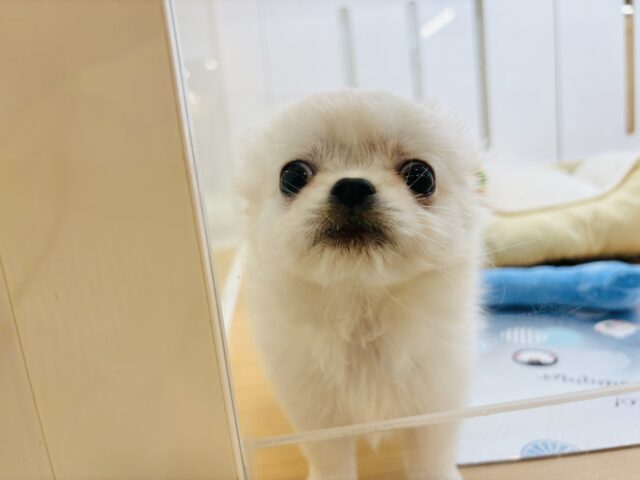 チワペキ（ペキチー、ペキチワ）