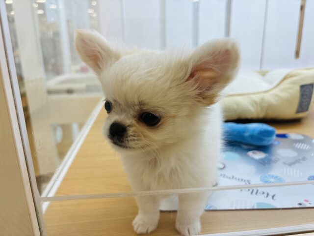 チワペキ（ペキチー、ペキチワ）