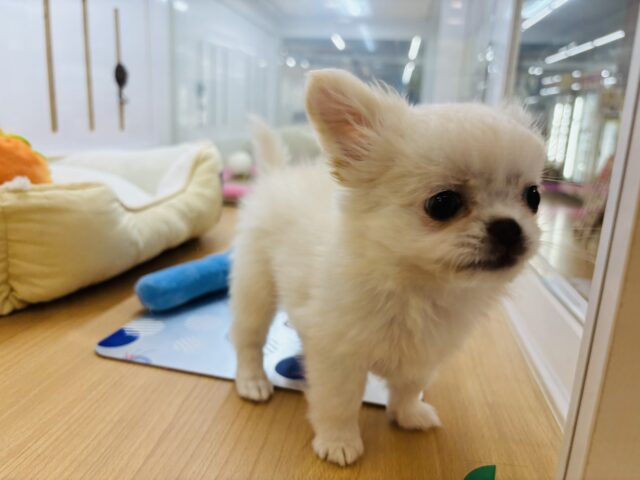 チワペキ（ペキチー、ペキチワ）